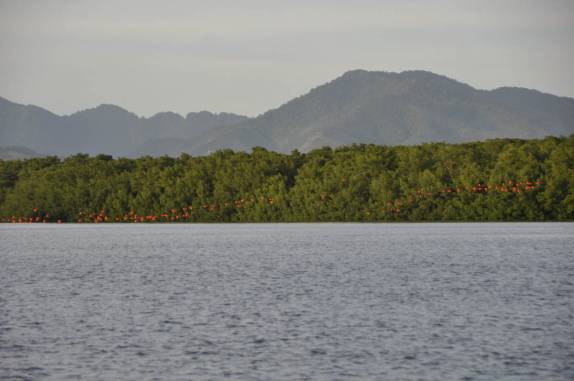 Guarás chegam às centenas, no fim da tarde, ao dormitório no pântano/mangue de Caroni, próximo à Port of Spain, em Trinidad e Tobago